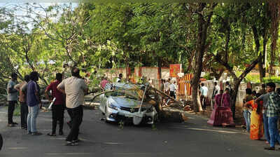 Two injured as tree falls on car, bike | Trichy News - The Times of India