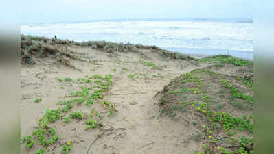 Calangute residents point to destruction of sand dunes