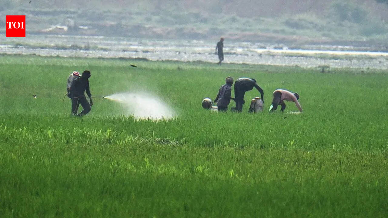 Andhra Pradesh turns to pulses as El Niño threat looms large