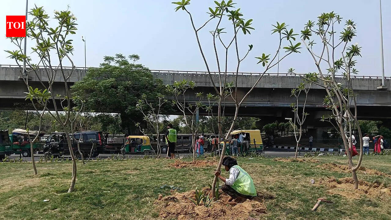 1.2L shrubs, 20k trees in monsoon: NH-8 to get greener from Signature Towers to Rajiv Chowk in Gurgaon