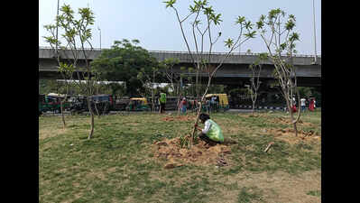 1.2L shrubs, 20k trees in monsoon: NH-8 to get greener from Signature Towers to Rajiv Chowk in Gurgaon