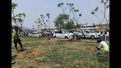 1.2L shrubs, 20k trees in monsoon: NH-8 to get greener from Signature Towers to Rajiv Chowk in Gurgaon
