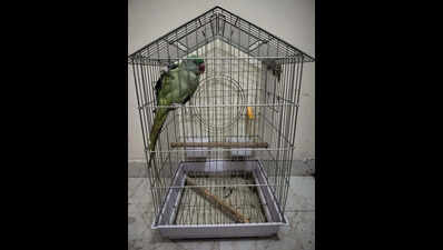 Protected Alexandrine parakeet rescued from captivity in Gurgaon