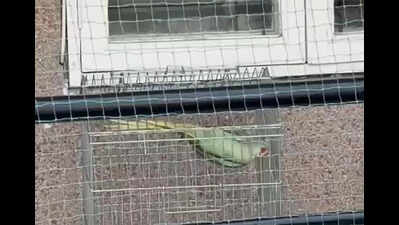 Protected Alexandrine parakeet rescued from captivity in Gurgaon