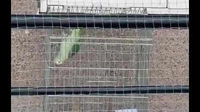 Protected Alexandrine parakeet rescued from captivity in Gurgaon