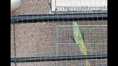 Protected Alexandrine parakeet rescued from captivity in Gurgaon