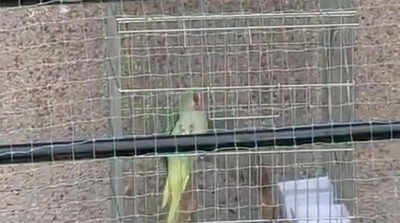 Protected Alexandrine parakeet rescued from captivity in Gurgaon