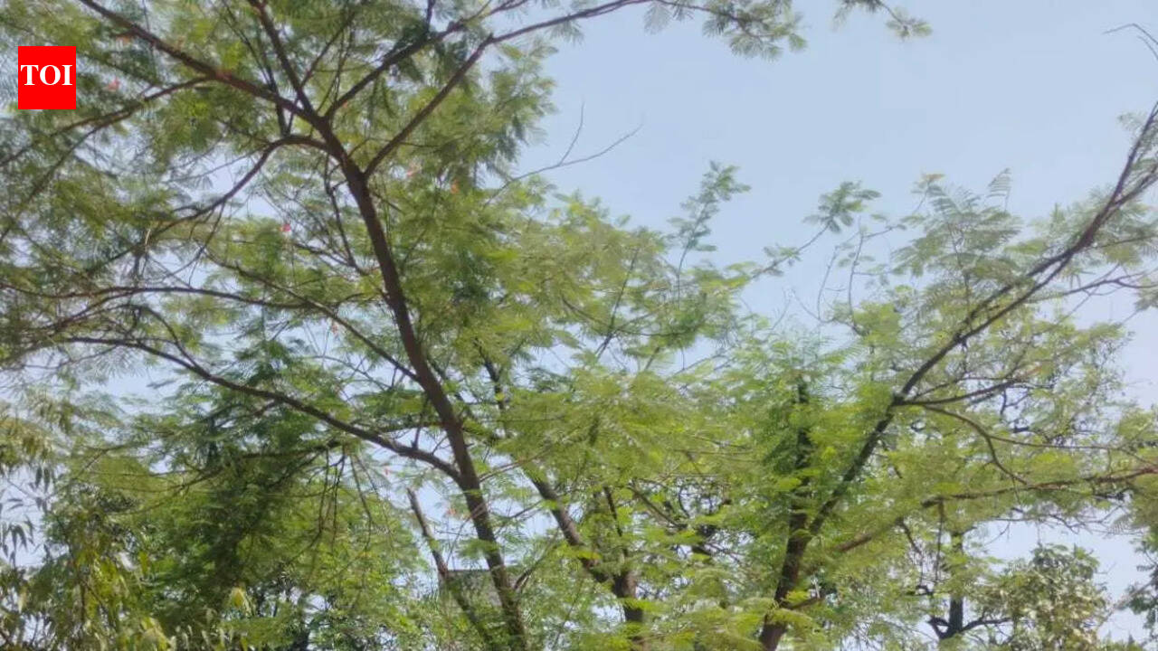 Ludhiana tree census tracks blind spots of anti-logging machinery.