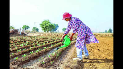 Record number of students chase new farming careers at Punjab Agricultural University.
