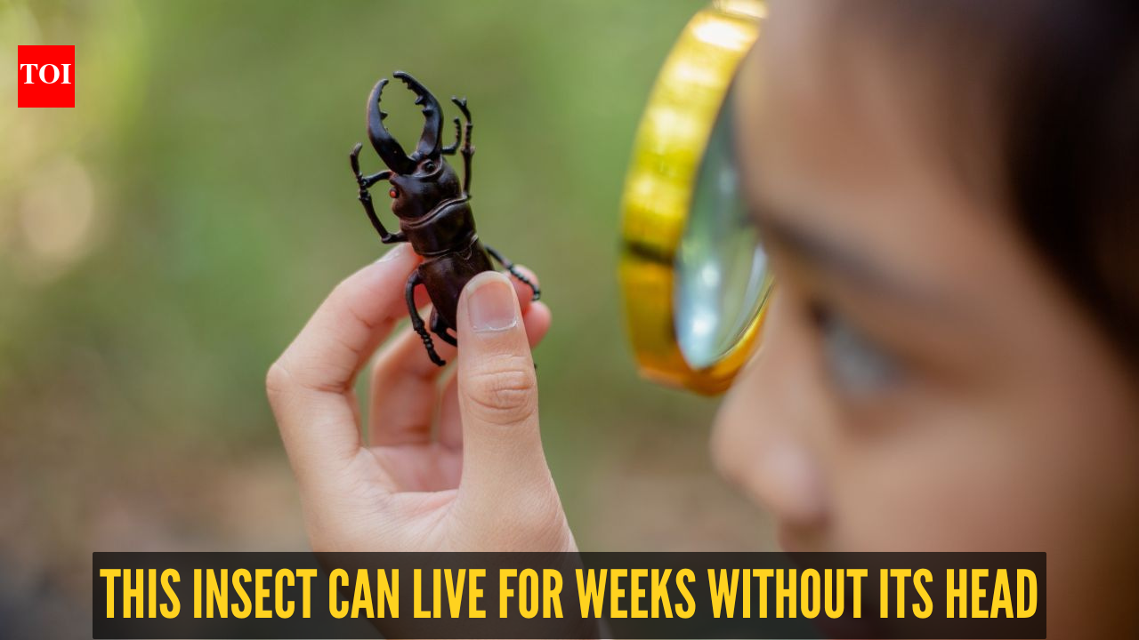 Fact of the day: This insect can live for weeks without its head