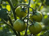 Defying Darwin's theory of evolution: The Gal&aacute;pagos, tomatoes that grew in reverse direction