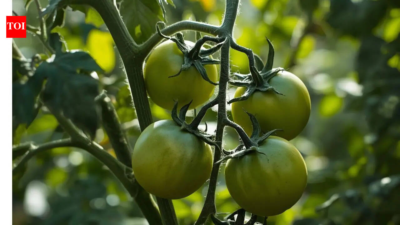 Defying Darwin's theory of evolution: The Galápagos tomatoes that grew in reverse direction