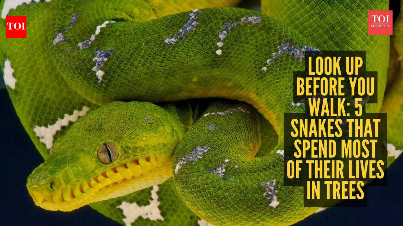 Look up before you walk: 5 snakes that spend most of their lives in trees