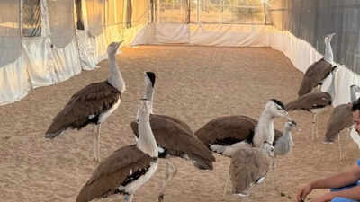 Delhi's Qutub Minar light show to highlight Great Indian Bustard conservation on World Environment Day