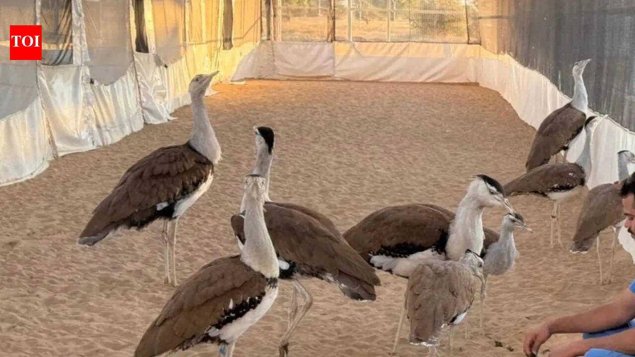 Delhi's Qutub Minar light show to highlight Great Indian Bustard conservation on World Environment Day