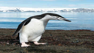 Penguin feathers inspired an adaptive film that could one day help reduce heating and cooling energy demand