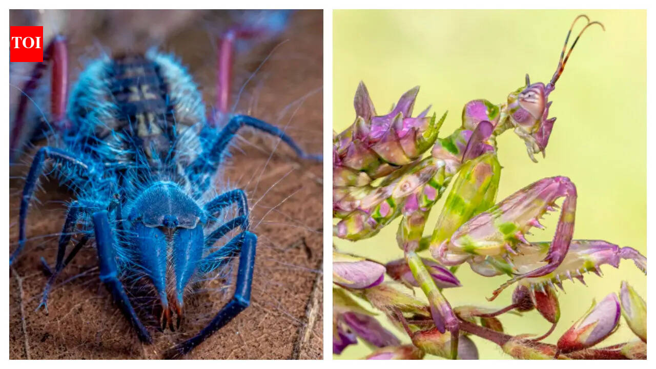 From glowing spiders to blood-drinking flies: The bizarre new species discovered in Angola