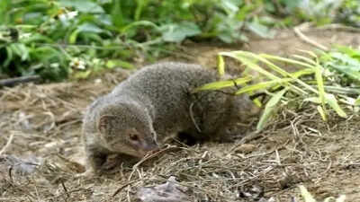 In 1979, Japan released mongooses onto an island to control habu snakes and rats, but unexpected consequences followed