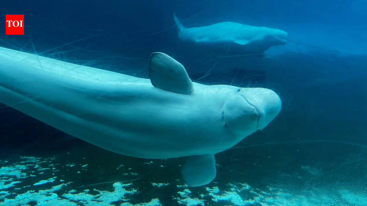 700 whales, dolphins killed across Fargoe Island amid legistative change