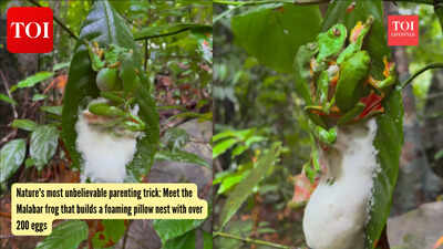 Nature's most unbelievable parenting trick: Meet the Malabar frog that builds a foaming pillow nest with over 200 eggs