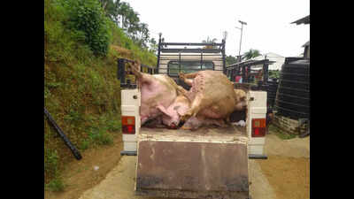 Over 2k pigs died, 683 culled this yr due to ASF: Mizoram officials