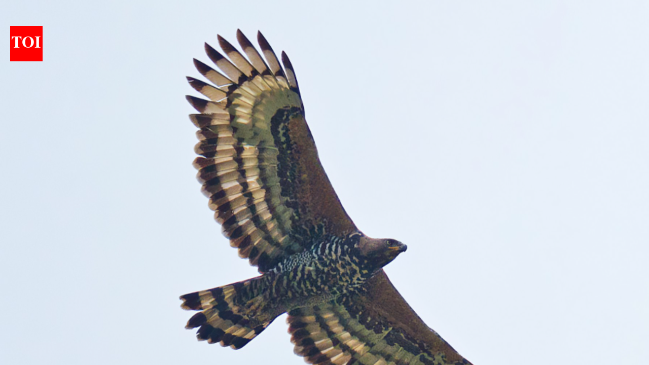 The eagle that hunts monkeys from the treetops and sometimes sends them falling to their deaths