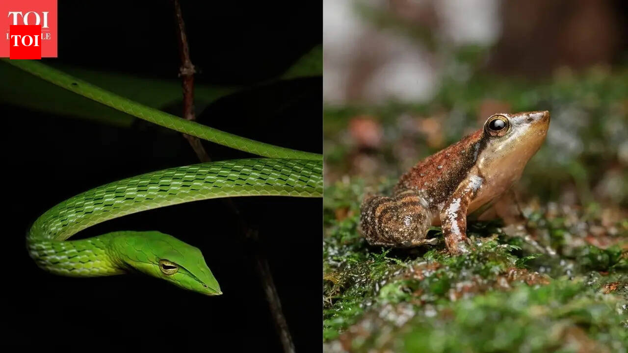 From endemic snakes to bioluminescent forests: 4 monsoon activities in the Western Ghats that travellers can be a part of