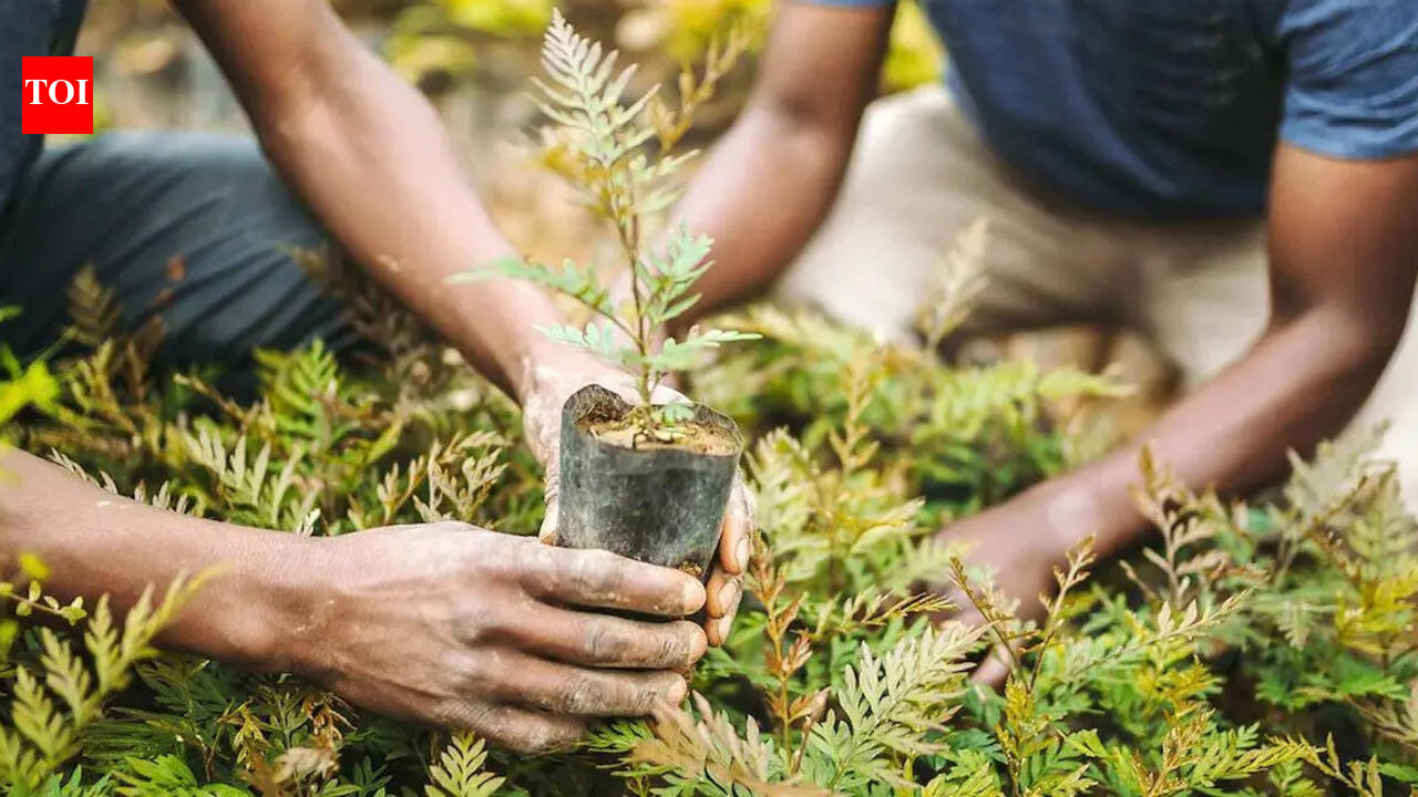BJP to plant 1 crore saplings across Assam tomorrow, each worker to sow seeds of 5 fruit-bearing trees