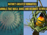 Nature&rsquo;s greatest romantics: 5 animals that build, dance, decorate to win love