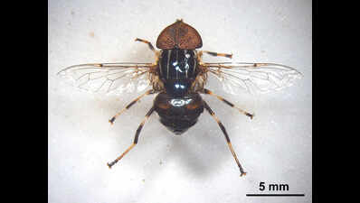 ZSI discovers 2 hoverfly species in Bengal’s Gangetic plains
