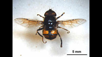 ZSI discovers 2 hoverfly species in Bengal’s Gangetic plains