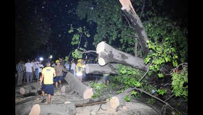 Trees collapse, traffic jam after evening rain in Doon