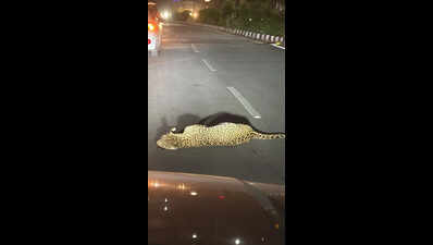 Forest staffer injured during leopard rescue operation