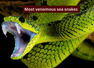 5 most venomous sea snakes travellers should know about