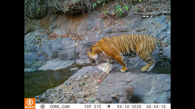 Walking Royal Bengal tiger, hidden camera inside private forest in Ratnagiri