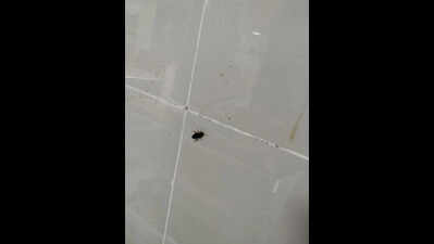 Rats, cockroaches invade wards at Kalaignar Super-Speciality Hospital