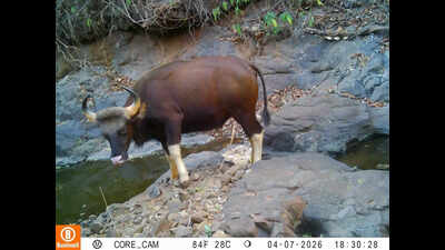 Walking Royal Bengal tiger, hidden camera inside private forest in Ratnagiri