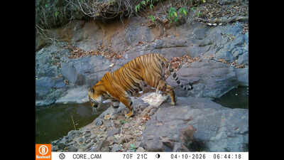 Walking Royal Bengal tiger, hidden camera inside private forest in Ratnagiri