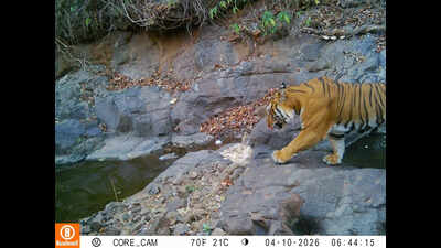 Walking Royal Bengal tiger, hidden camera inside private forest in Ratnagiri