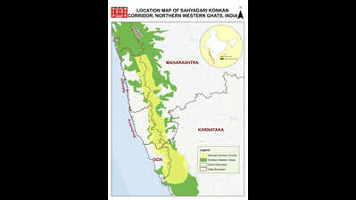 Walking Royal Bengal tiger, hidden camera inside private forest in Ratnagiri