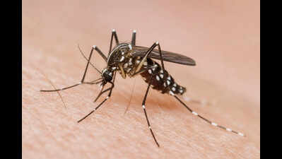 Dengue prevention drive stepped up in Ponda