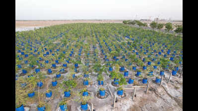 In Dholera-SIR, drums support a green experiment