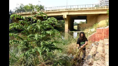 Crusader takes hair-raising vow  to save river, crocs