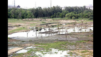 70k trees at risk? NGT seeks answers on city forest damage from UP govt