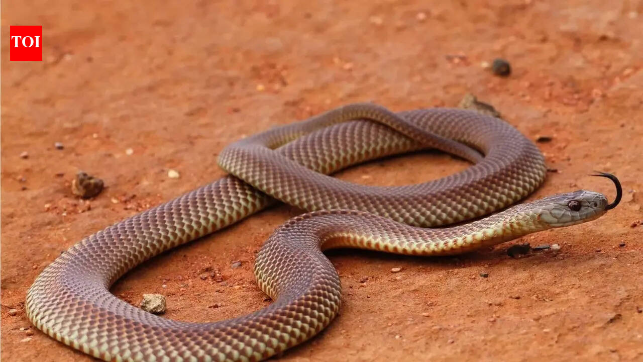 Victoria’s hidden snake hotspots: Where residents are most likely to encounter them