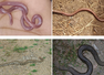 Seven Indian grasslands where non‑venomous snakes thrive: Rare species and their habitats