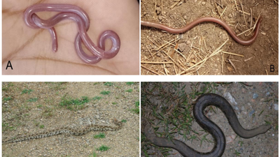  Rare species and their habitats