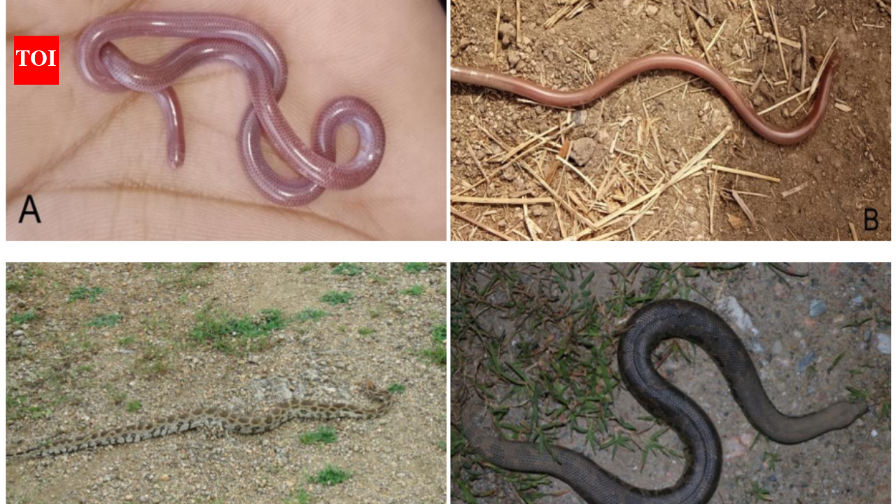 Seven Indian grasslands where non‑venomous snakes thrive: Rare species and their habitats
