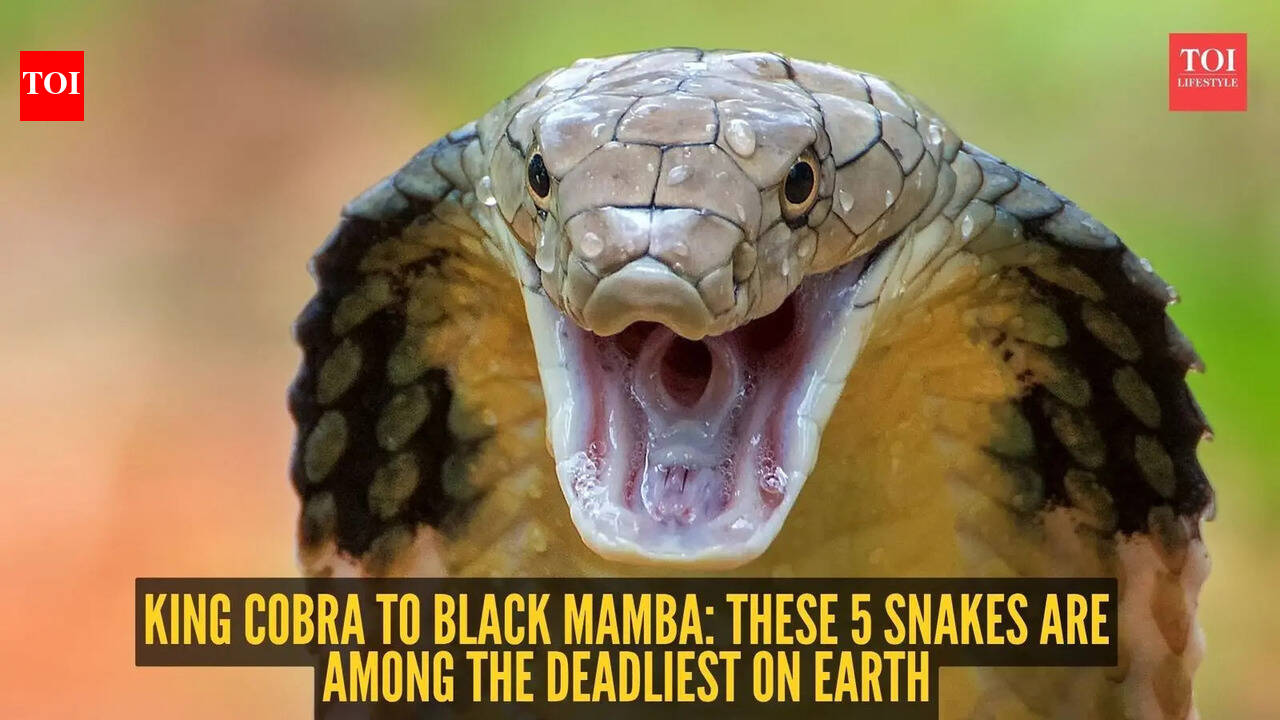 King Cobra to Black Mamba: These 5 snakes are among the deadliest on Earth