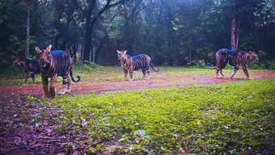Rare image of a family of 4 black tigers spotted at this tiger reserve: What wildlife lovers should know